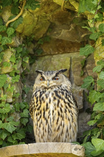 Eurasian Eagle-Owl (Bubo bubo) in a stone wall in a forest, Bavaria, Germany