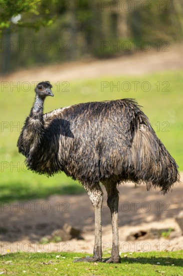 Emu (Dromaius novaehollandiae) standing on the ground, Bavaria, Germany