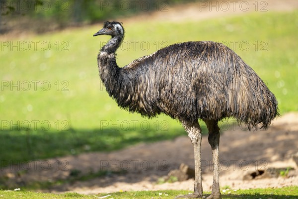 Emu (Dromaius novaehollandiae) standing on the ground, Bavaria, Germany