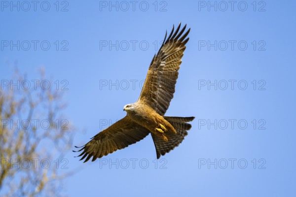 Common buzzard (Buteo buteo) flying in the sky, Bavaria, Germany