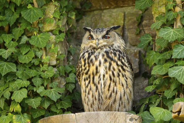 Eurasian Eagle-Owl (Bubo bubo) in a stone wall in a forest, Bavaria, Germany