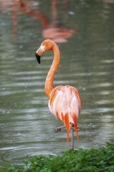 American flamingo (Phoenicopterus ruber) standing in the water, Germany