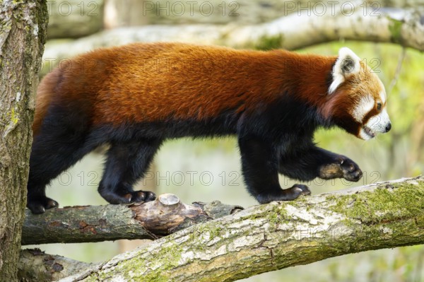 Red panda (Ailurus fulgens) walking on a tree, Germany
