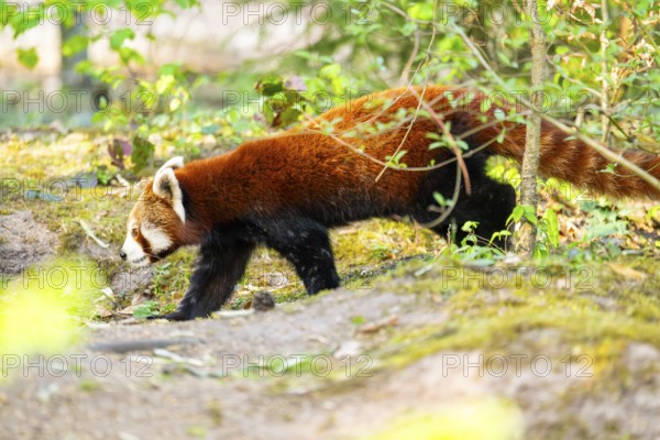 Red panda (Ailurus fulgens) walking on the ground, Germany