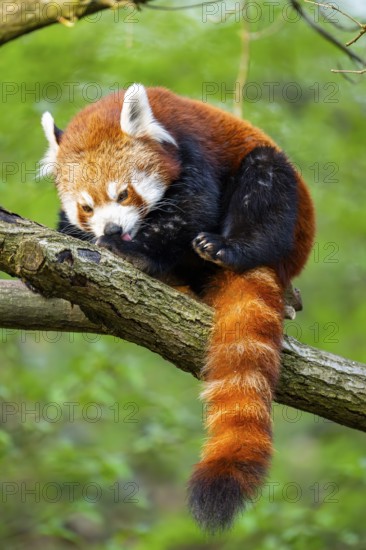 Red panda (Ailurus fulgens) sitting on a tree, Germany
