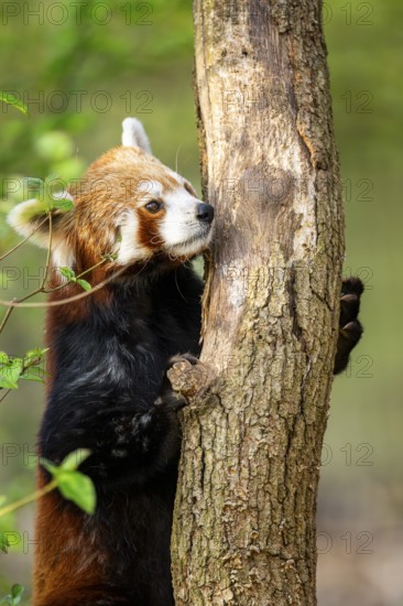 Red panda (Ailurus fulgens) walking on a tree, Germany
