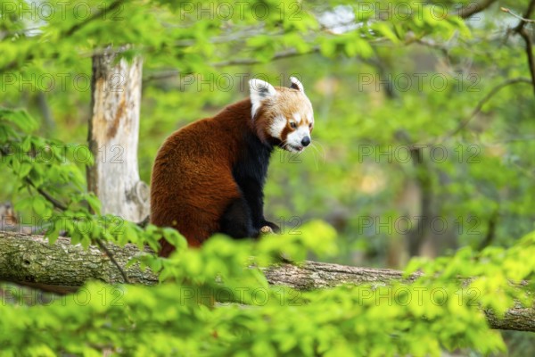 Red panda (Ailurus fulgens) sitting on a tree, Germany