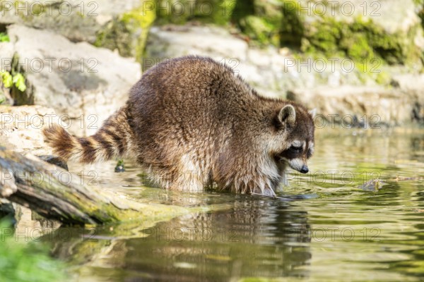Common raccoon (Procyon lotor) on the watershore, Bavaria, Germany