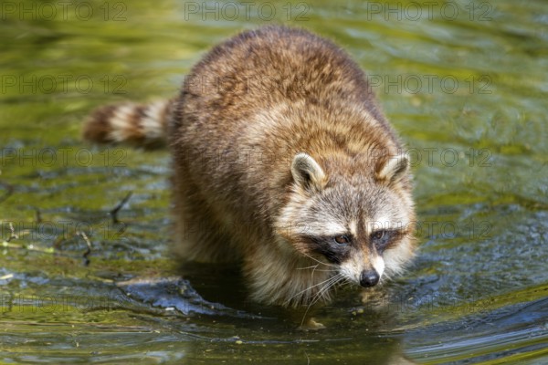 Common raccoon (Procyon lotor) in the water of a little lake, Bavaria, Germany