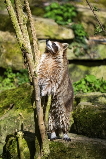 Common raccoon (Procyon lotor) climbing up a tree, Bavaria, Germany