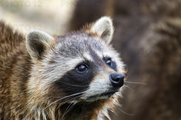 Common raccoon (Procyon lotor), portrait, Bavaria, Germany