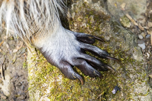 Common raccoon (Procyon lotor), foot, detail, Bavaria, Germany