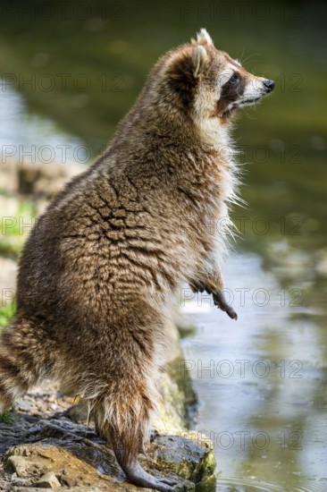 Common raccoon (Procyon lotor) on the watershore, Bavaria, Germany