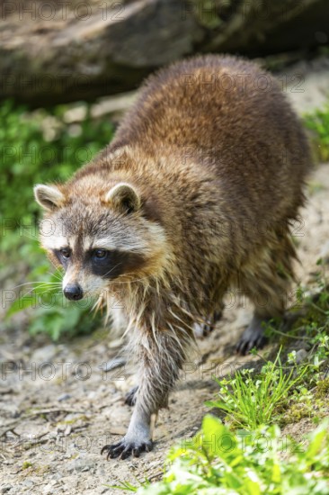 Common raccoon (Procyon lotor) walking on the ground, Bavaria, Germany