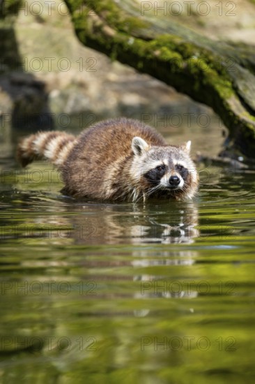Common raccoon (Procyon lotor) in the water of a little lake, Bavaria, Germany