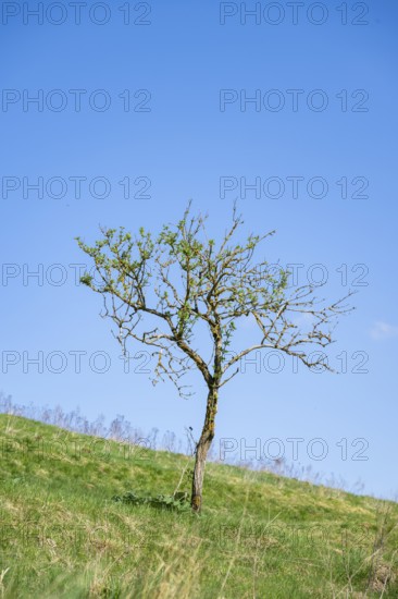 A little tree against the blue sky on a meadow, Bavaria, Germany