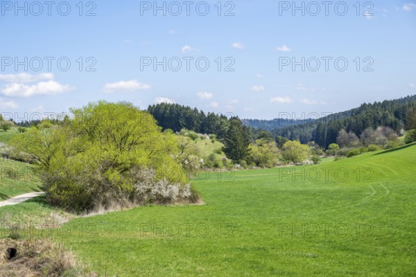 Salix and Blackthorn (Prunus spinosa) bushes growing in a valley in spring on a sunny day, Bavaria, Germany