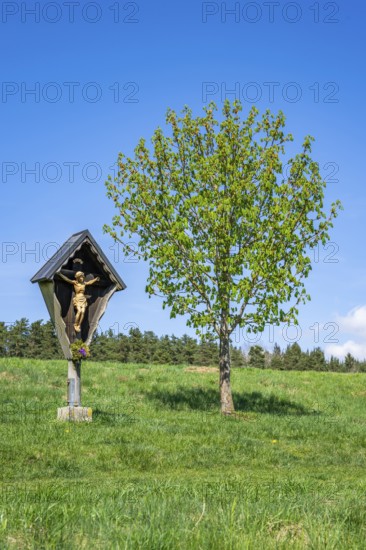 Wooden crucifix between two trees on a meadow in spring, Upper Palatinate, Bavaria, Germany