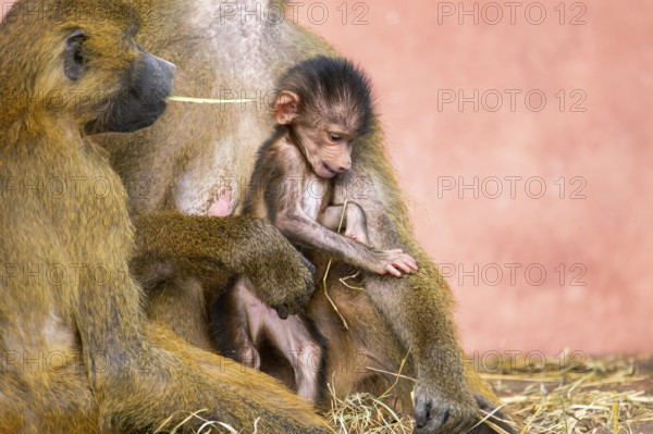 Guinea baboon (Papio papio) new born youngster at its mother, captive, Bavaria, Germany