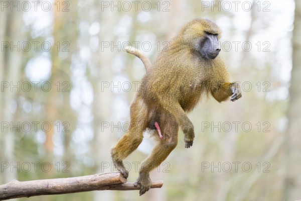 Guinea baboon (Papio papio), jumping in the air from a branch, captive, Bavaria, Germany