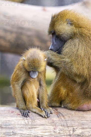 Guinea baboon (Papio papio) mother with her youngster during delousing, captive, Bavaria, Germany