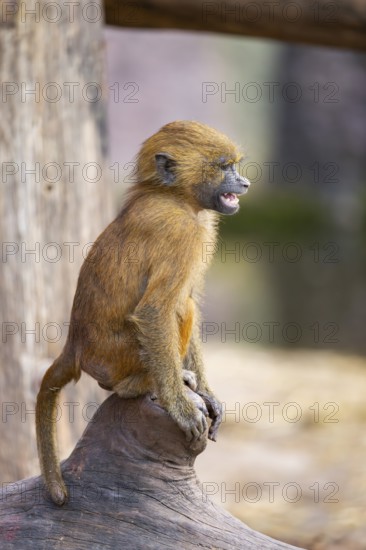 Guinea baboon (Papio papio) youngster on a tree trunk, captive, Bavaria, Germany