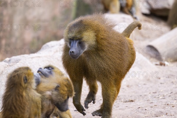 Guinea baboon (Papio papio) running on the groundg, captive, Bavaria, Germany