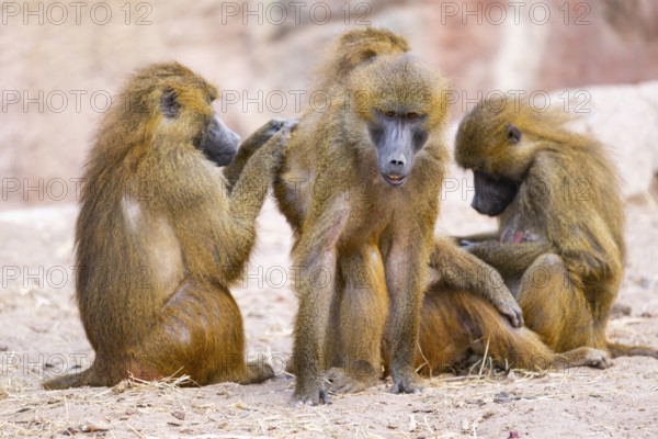Guinea baboon (Papio papio) family on the ground, captive, Bavaria, Germany