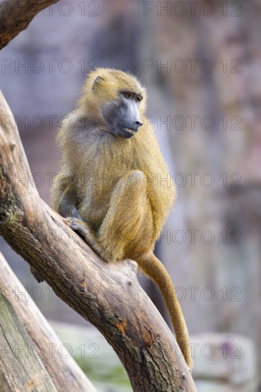 Guinea baboon (Papio papio) on a tree trunk, captive, Bavaria, Germany