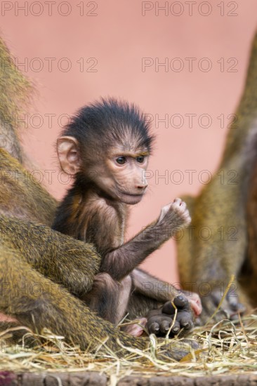 Guinea baboon (Papio papio) new born youngster at its mother, captive, Bavaria, Germany