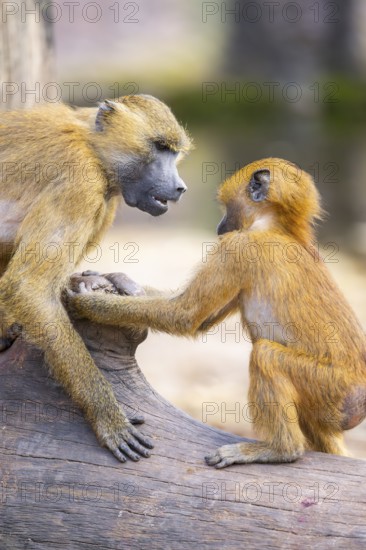 Guinea baboon (Papio papio) youngsters playing on a tree trunk, captive, Bavaria, Germany