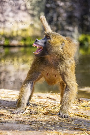Guinea baboon (Papio papio) standing on the ground in a defensive posture and hissing