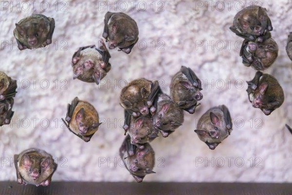Lesser mouse-eared myotis (Myotis blythii) bats hanging on a wall, Bavaria, Germany