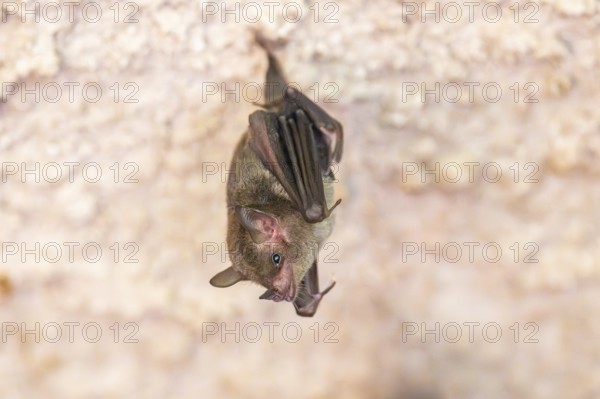 Lesser mouse-eared myotis (Myotis blythii) bat hanging on a wall, Bavaria, Germany