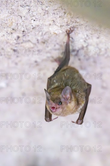 Lesser mouse-eared myotis (Myotis blythii) bat hanging on a wall, Bavaria, Germany