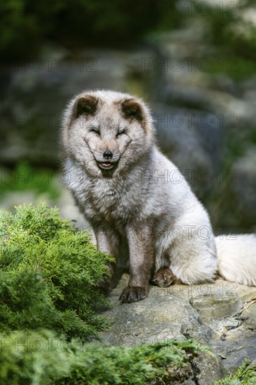 Arctic fox (Vulpes lagopus) sitting on a rock, Bavaria, Germany