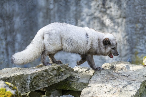Arctic fox (Vulpes lagopus) running over rocks, Bavaria, Germany