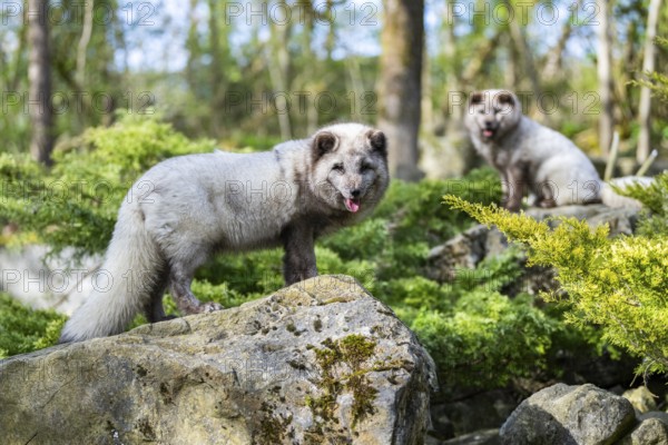 Two arctic foxes (Vulpes lagopus) standing on a rock, Bavaria, Germany