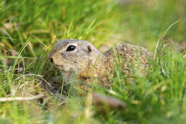 European ground squirrel (Spermophilus citellus) on a meadow, Bavaria, Germany