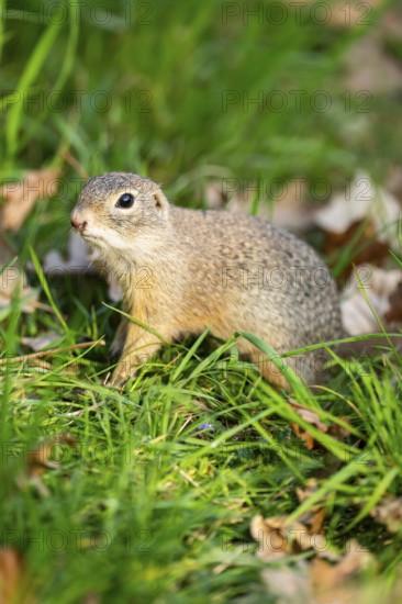 European ground squirrel (Spermophilus citellus) on a meadow, Bavaria, Germany
