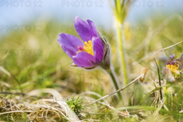 Pasque flower (Pulsatilla vulgaris), flowering, Bavaria, Germany
