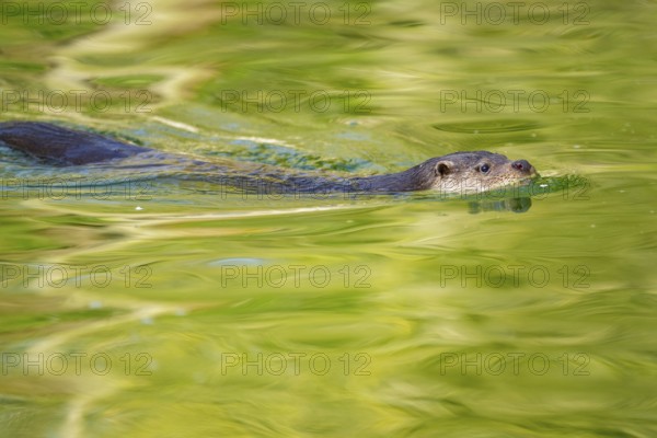 Eurasian otter (Lutra lutra) swimming in the water of a little lake, Bavaria, Germany