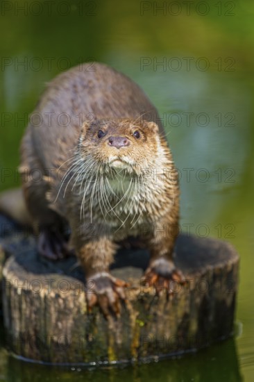 Eurasian otter (Lutra lutra) on a tree trunk in the water of a little lake, Bavaria, Germany