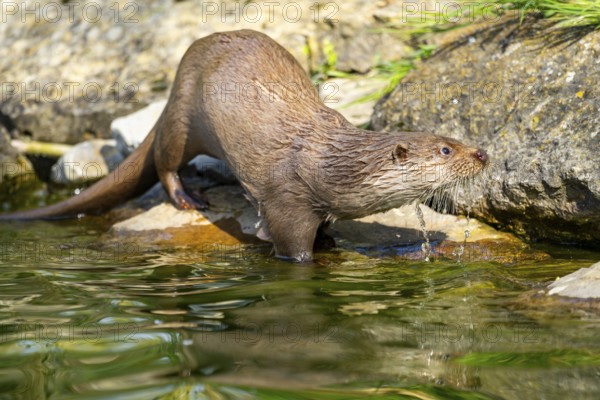 Eurasian otter (Lutra lutra), in the water, Bavaria, Germany