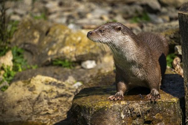 Eurasian otter (Lutra lutra) standing on a rock, Bavaria, Germany