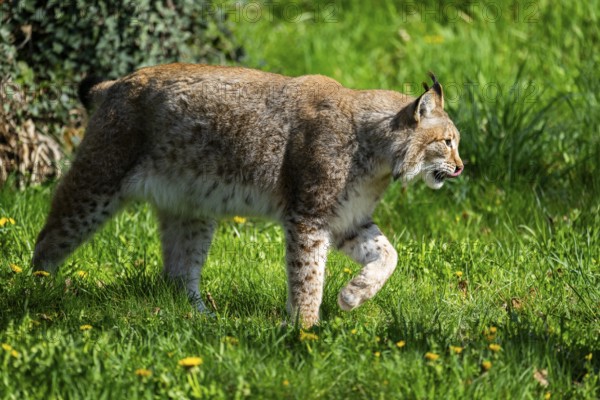 Eurasian lynx (Lynx lynx), walking on a meadow, Bavaria, Germany