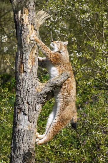 Eurasian lynx (Lynx lynx) climbing on a tree, jumping, Bavaria, Germany