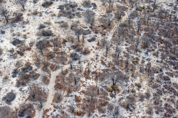 Structure and pattern, trees in the dry season, arid landscape, aerial view of the Okavango Delta, near Maun, Okavango Delta, Botswana