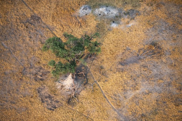 Species tree in the savanna, landscape, aerial view of the Okavango Delta, near Maun, Okavango Delta, Botswana