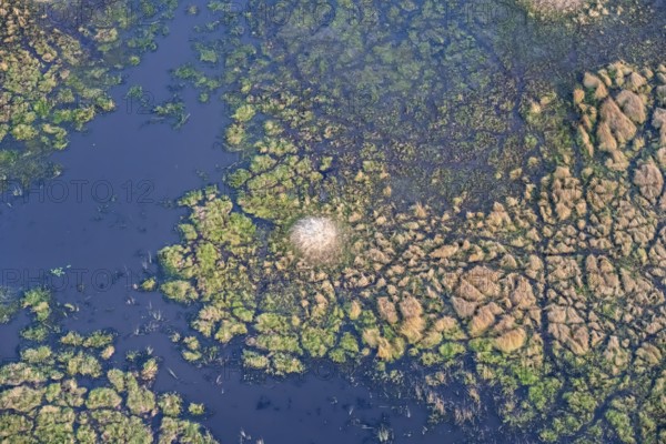 Structure and pattern, termite mounds in marshland, landscape, aerial view of the Okavango Delta, near Maun, Okavango Delta, Botswana